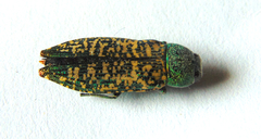 Buprestis confluenta