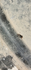 Physiphora alceae