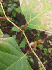 Reynoutria japonica