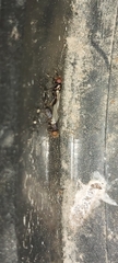 Physiphora alceae