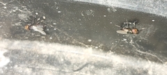Physiphora alceae