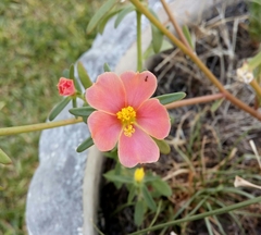 Portulaca cryptopetala
