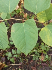 Reynoutria japonica