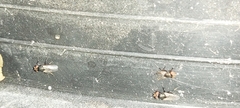 Physiphora alceae