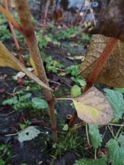 Reynoutria japonica