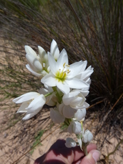 Ornithogalum conicum