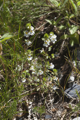 Euphrasia alboffii