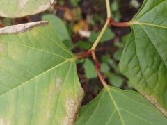 Reynoutria japonica