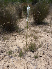 Ornithogalum conicum
