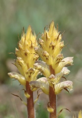 Orobanche minor
