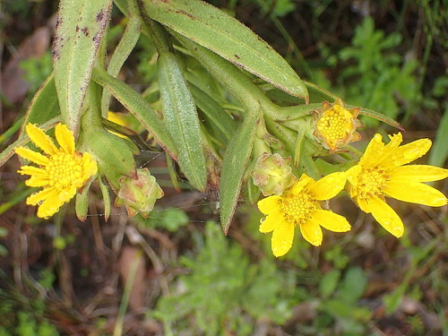 Image of Grootwinterhoek Boneseed by no rights reserved