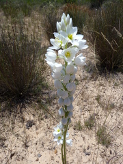 Ornithogalum conicum