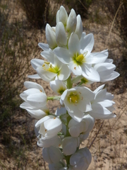 Ornithogalum conicum