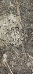 Physiphora alceae