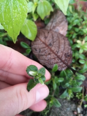 Cerastium