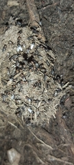 Physiphora alceae