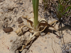 Ornithogalum conicum