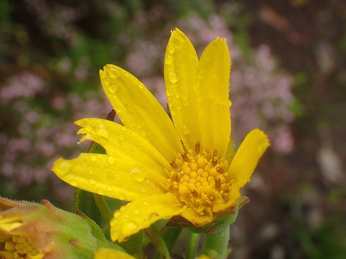Image of Osteospermum sp3 by no rights reserved