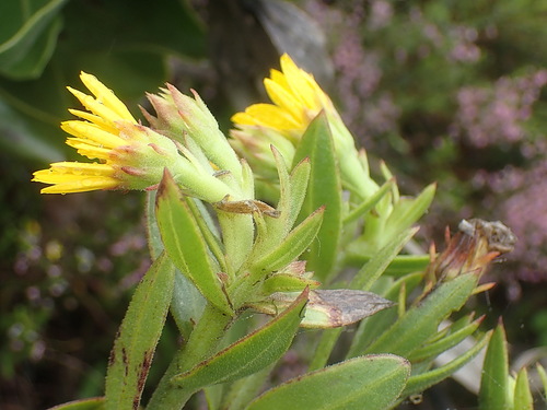 Image of Grootwinterhoek Boneseed by no rights reserved