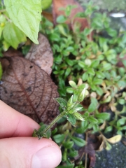 Cerastium