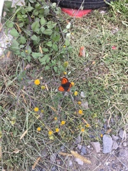 Lycaena phlaeas daimio