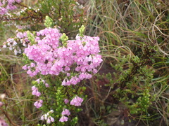 Erica chamissonis
