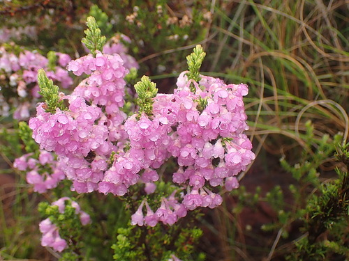 Image of Suede Heath (Erica chamissonis) by no rights reserved