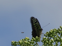 Graphium agamemnon agamemnon