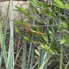 Trithemis pluvialis