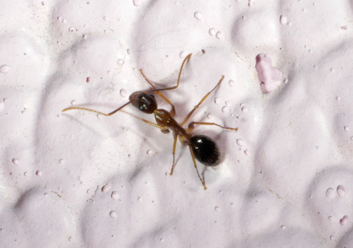 Camponotus melichlorosCamponotus melichloros