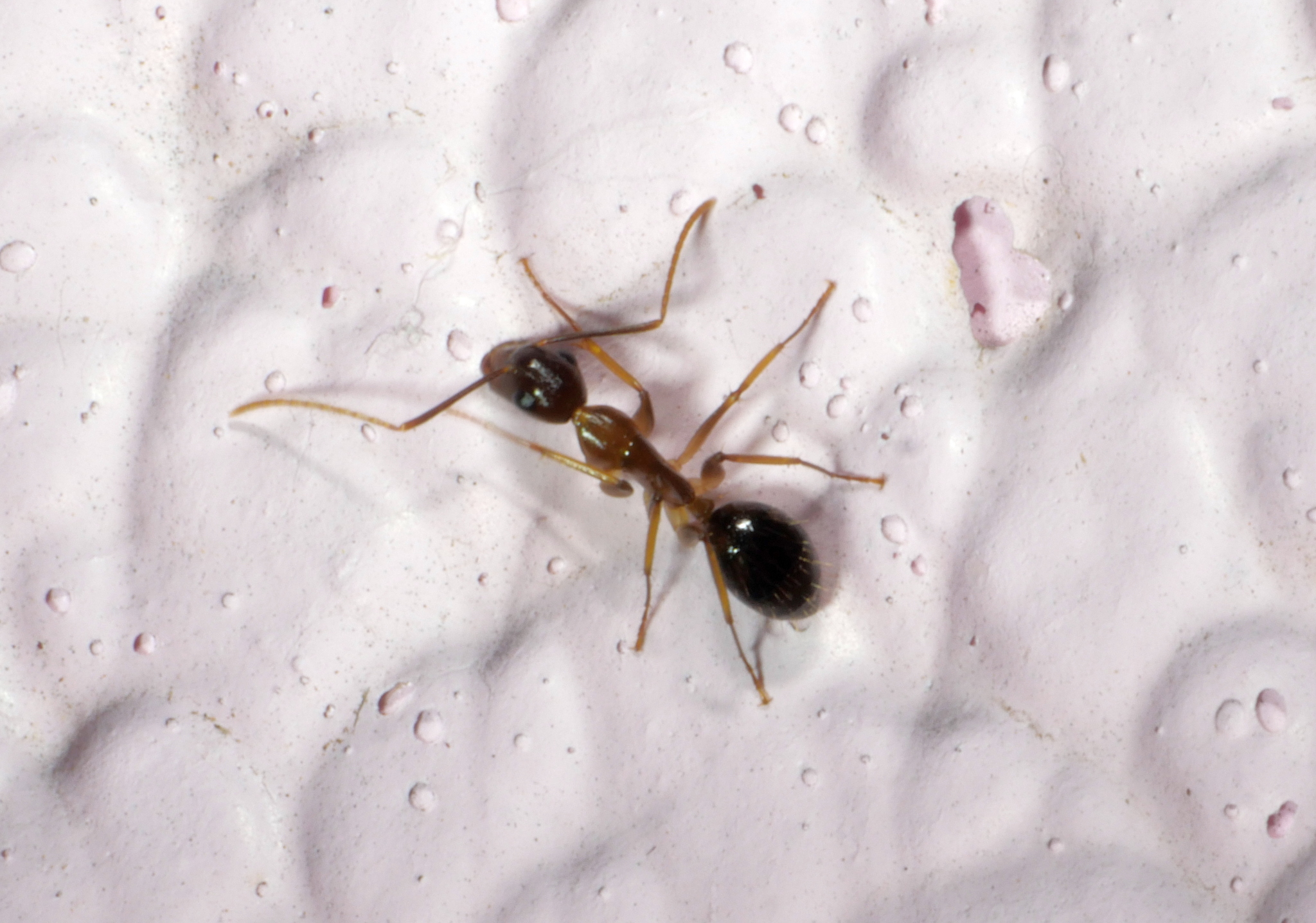 Camponotus melichloros