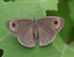 Ypthima asterope mahratta
