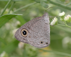Ypthima asterope mahratta