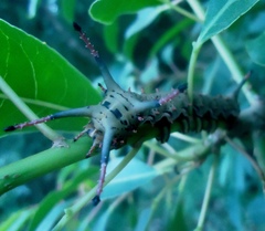 Citheronia brissotii