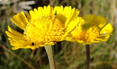 Helenium pinnatifidum
