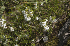 Euphrasia alboffii