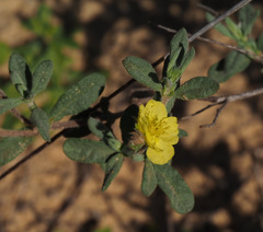 Helianthemum stipulatum
