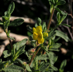 Helianthemum stipulatum