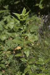 Gentiana cruciata