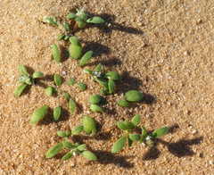 Polycarpon succulentum
