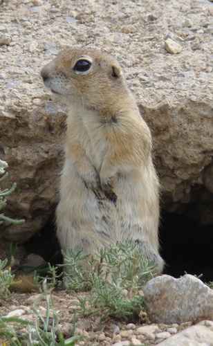 Asia Minor Ground Squirrel