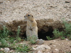 Spermophilus xanthoprymnus