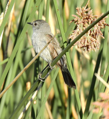 Sooty Tyrannulet photo 4