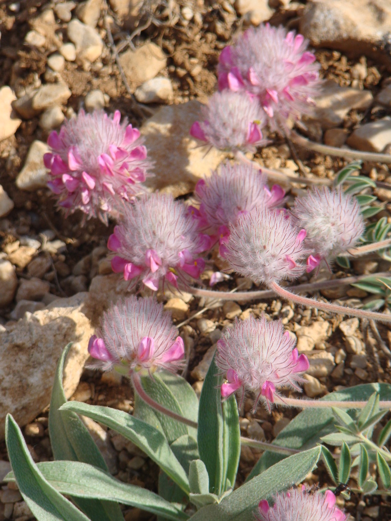 Ebenus laguroides
