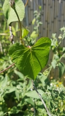 Ipomoea grandifolia