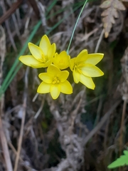 Ixia odorata odorata