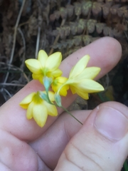 Ixia odorata odorata