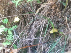 Ixia odorata odorata