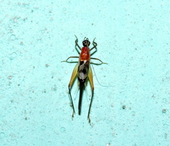 Homoeoxipha lycoides