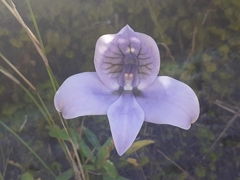 Disa longicornu
